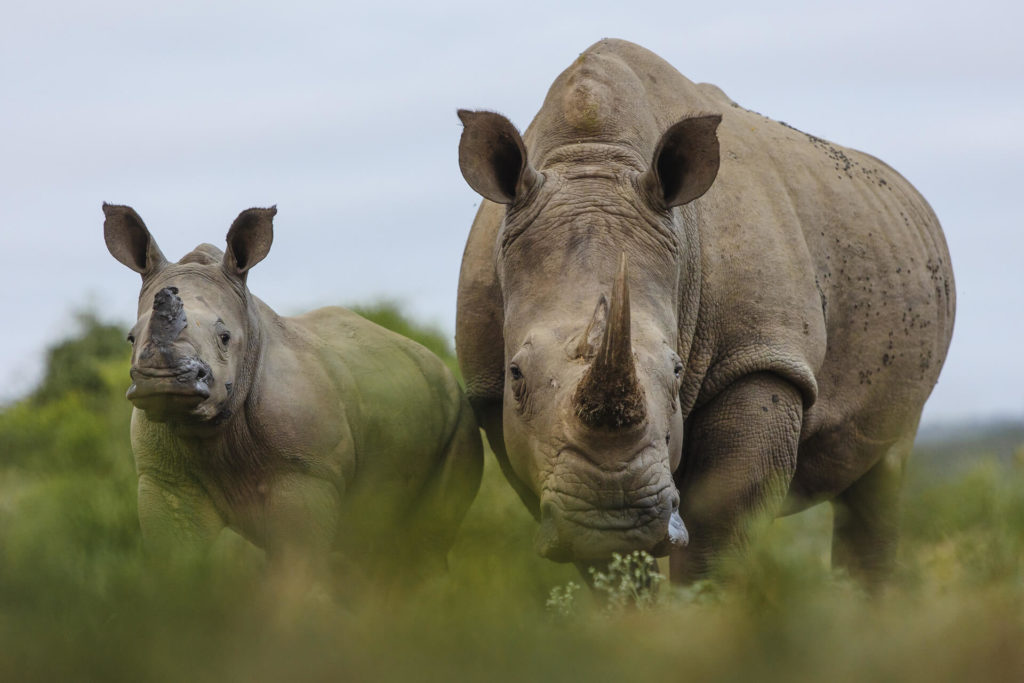 RhinoRidge_Wildlife-Conservation_Rhinos-top-banner - Rhino Ridge Safari ...